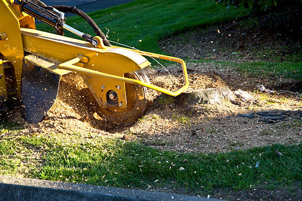 Reliable Elma Center, NY Tree Services Solutions